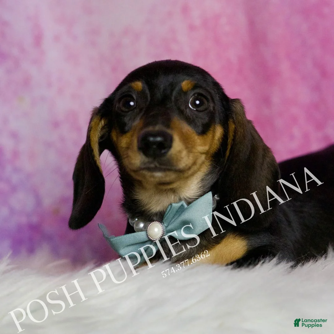 Miniature Dachshund dogs for sale: Toby - Ad 4