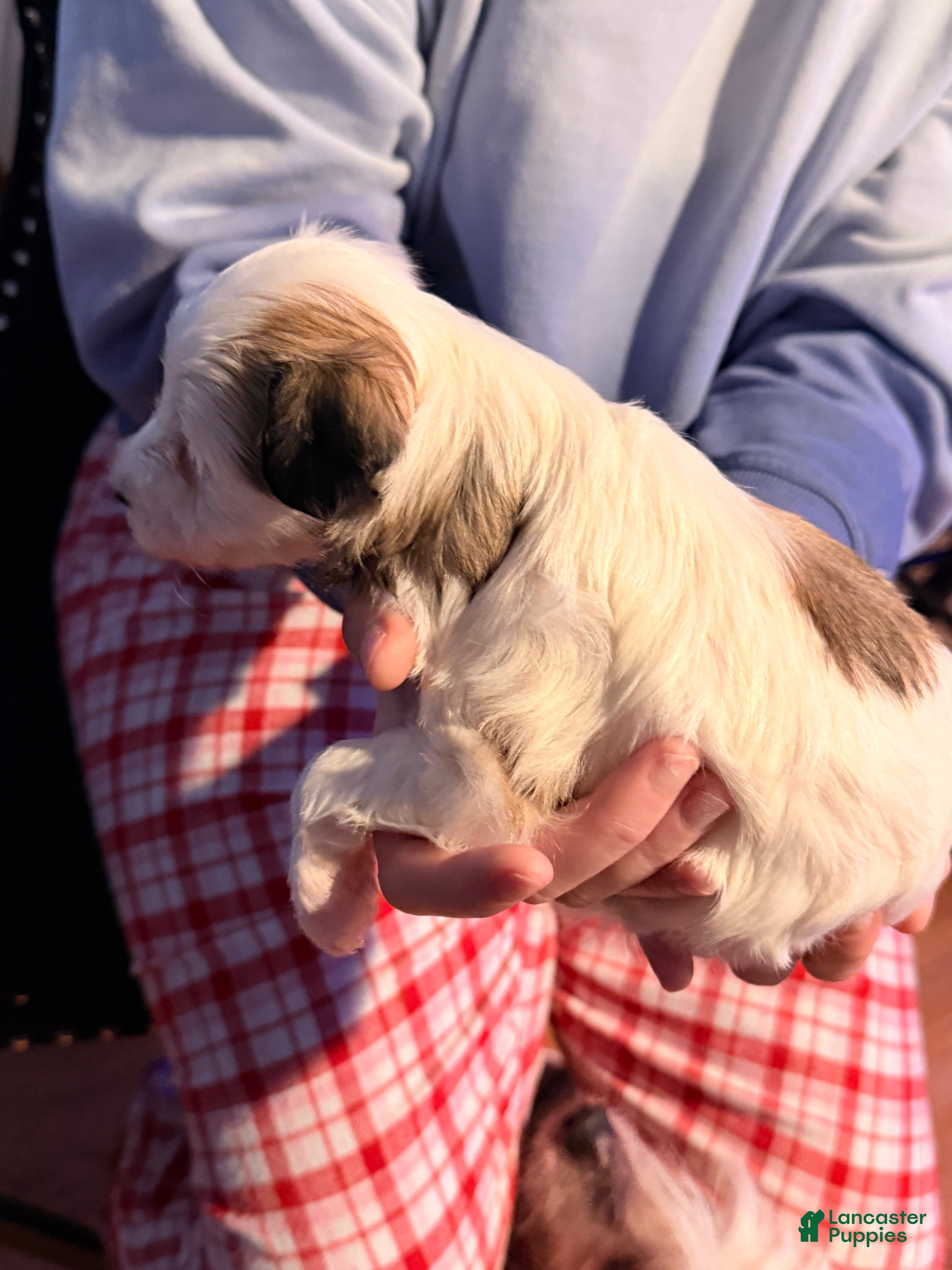 Chinese Crested dogs Chinese Crested Puppy 2 - Ad 2