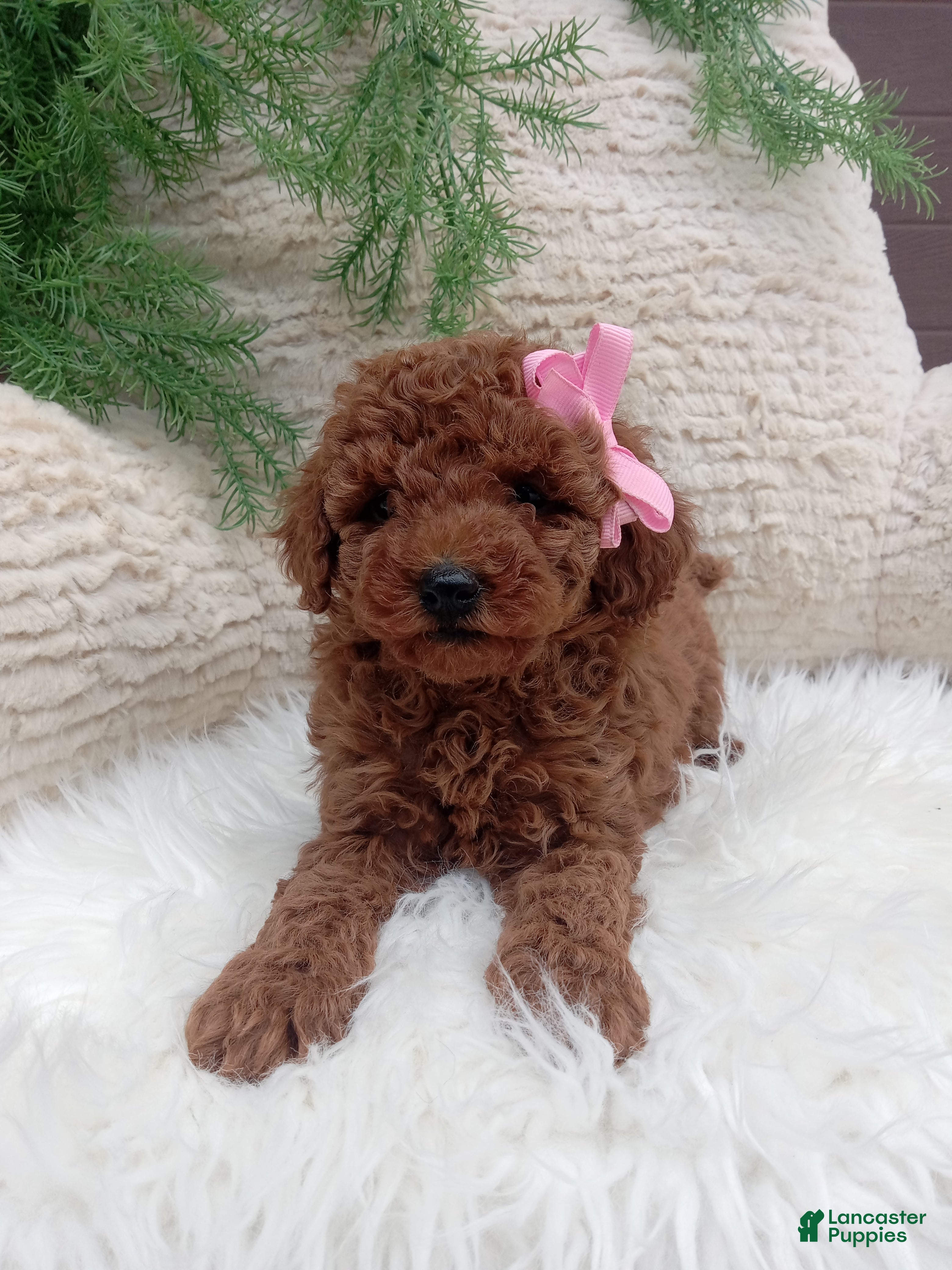 Miniature Poodle dogs Molly - Ad 2