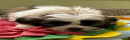 Shih Tzu dogs for sale: Nathalie  - Ad 3