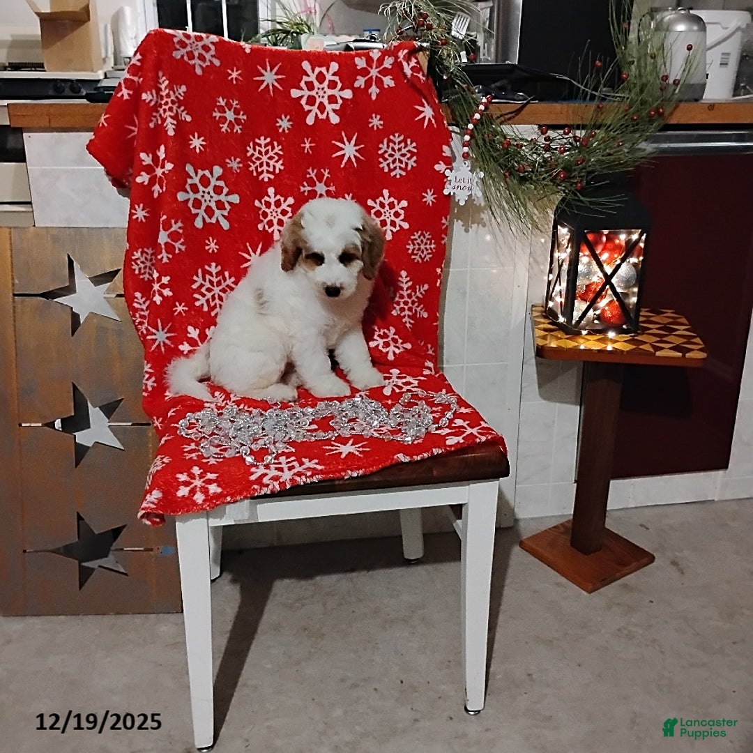 Mini Goldendoodle dogs for sale: Ronald - Ad 7