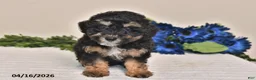 Miniature Poodle dogs for sale: Amber - Ad 4