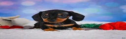 Miniature Dachshund dogs for sale: Ace - Ad 2