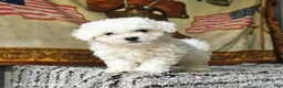 Bichon Frise dogs for sale: Atlas - Ad 1