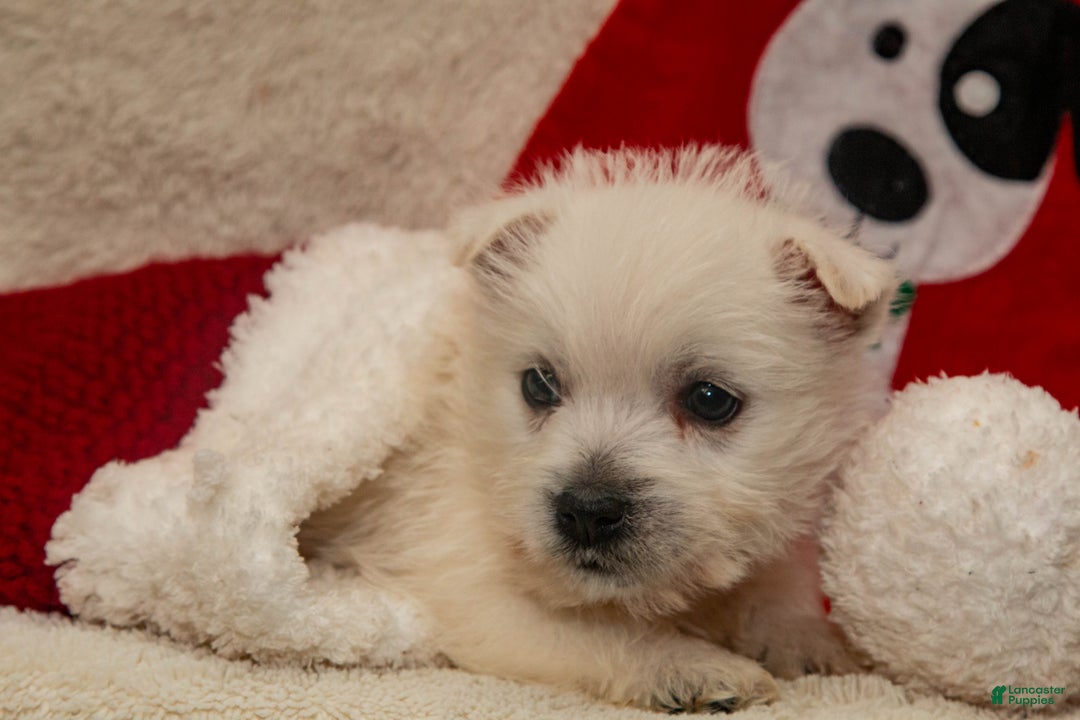 West Highland Terrier dogs for sale: Prancer - Ad 2
