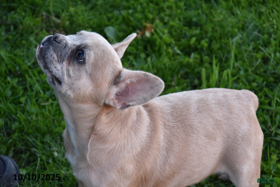 French Bulldog dogs for sale: Kristi - Ad 4