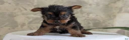Yorkshire Terrier dogs for sale: Zya - Ad 4