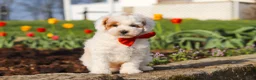 Miniature Poodle dogs for sale: Charles - Ad 7