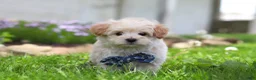 Maltipoo dogs for sale: Finn - Ad 7