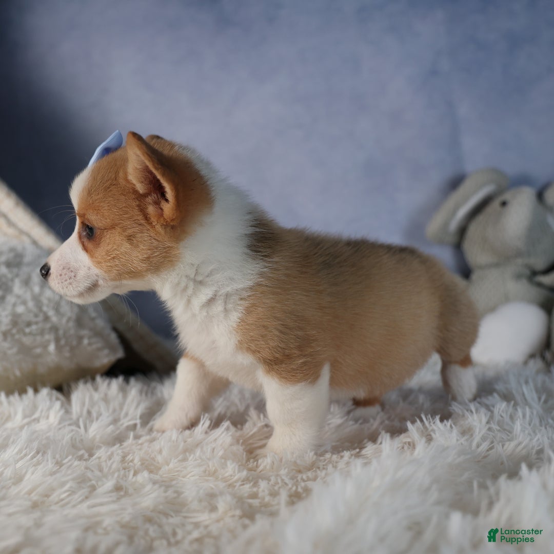 Welsh Corgi Pembroke dogs for sale: Diana - Ad 2