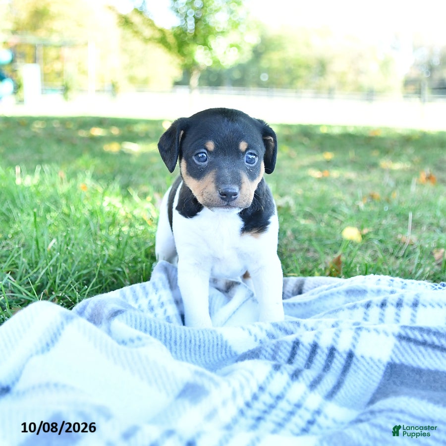 Zuma (Rat Terrier, Male) in Middlefield, OH
