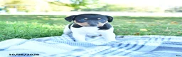 Rat Terrier dogs for sale: Zuma - Ad 1