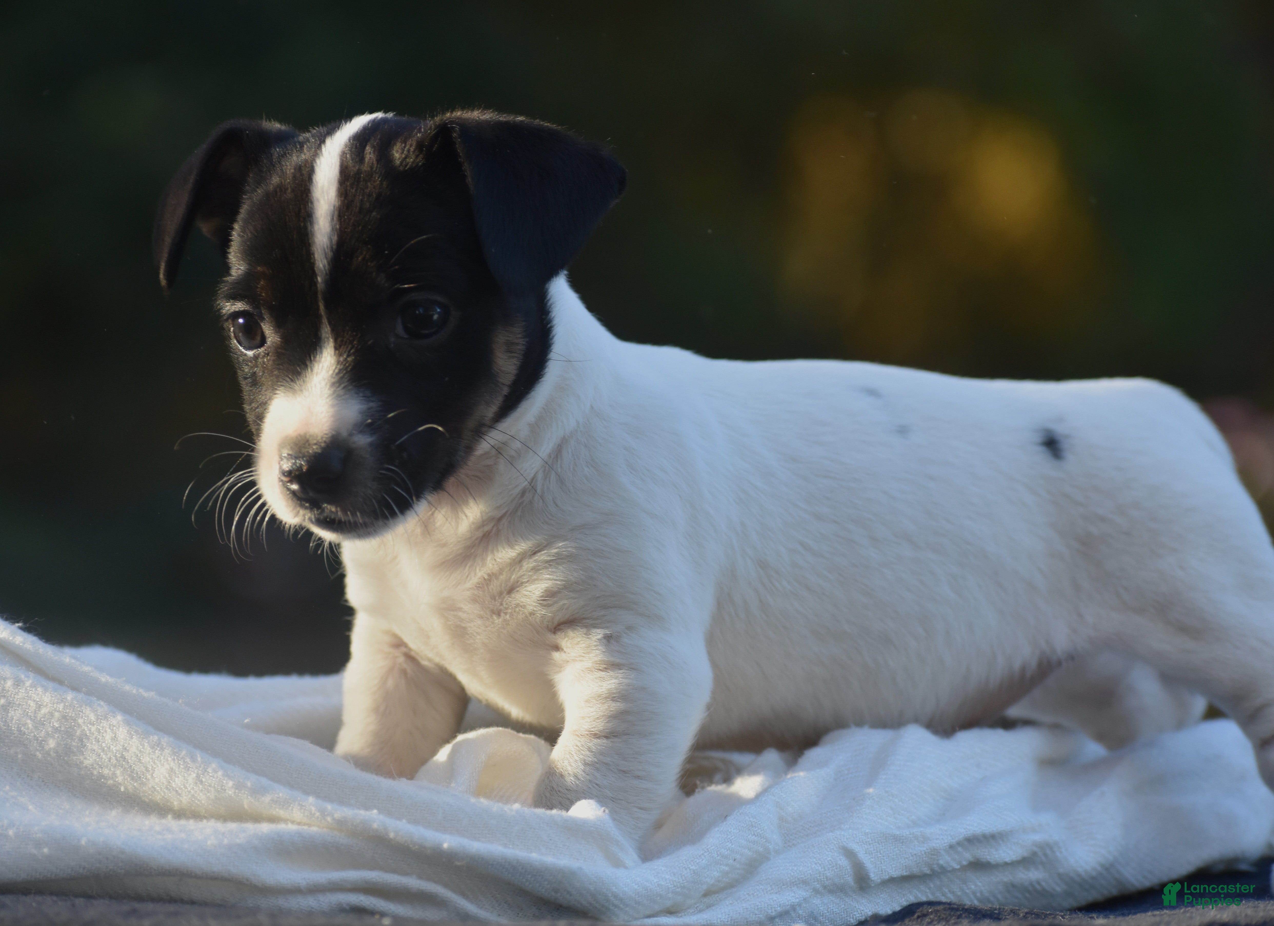 Jack Russell Terrier dogs for sale: Cassie - Ad 42