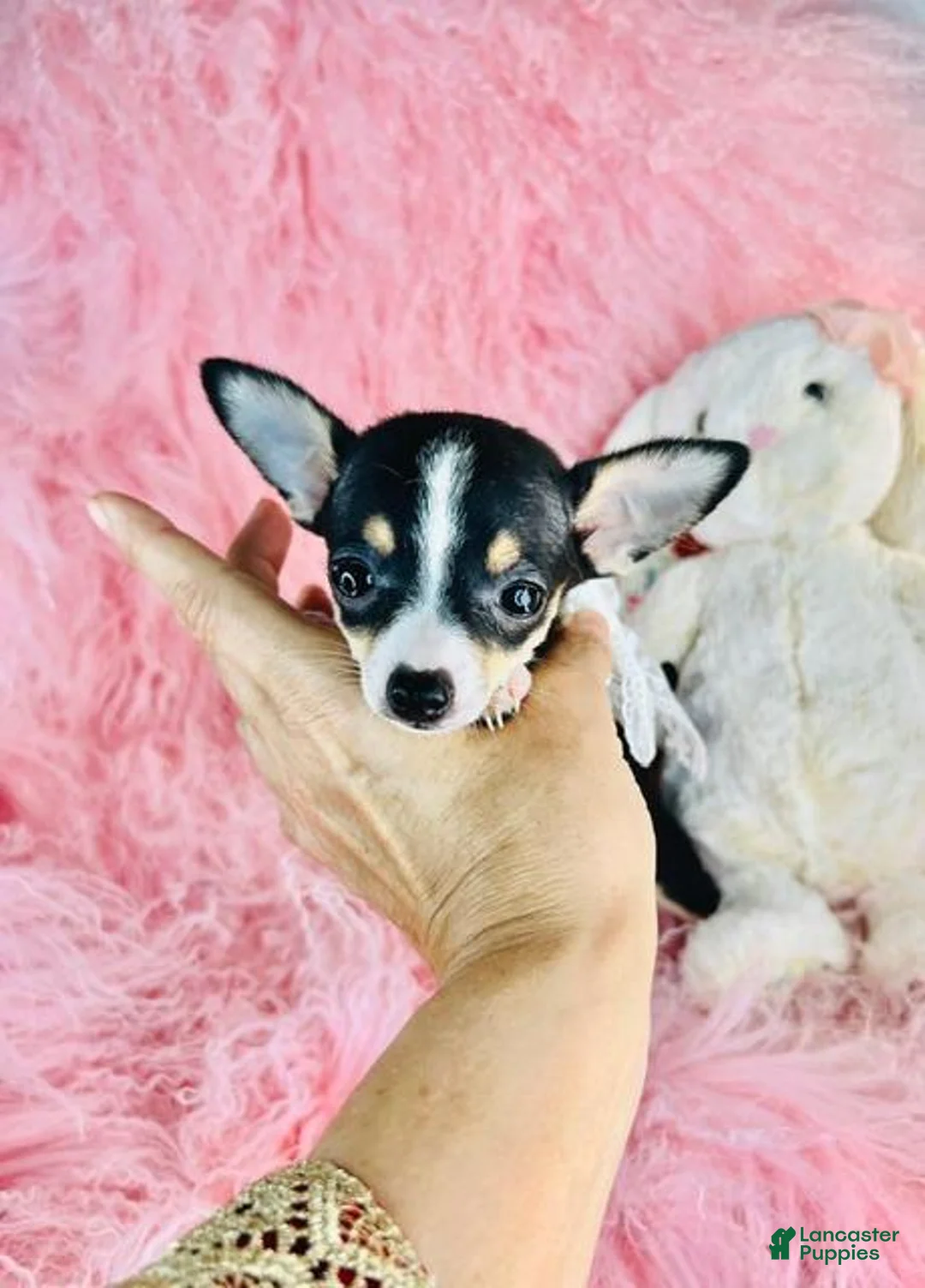 Chihuahua dogs for sale: Chihuahua 1 - Ad 5