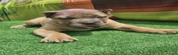 Cane Corso dogs for sale: ZEUS - Ad 15