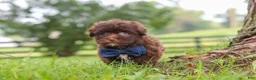 Havanese dogs for sale: Arlo - Ad 3