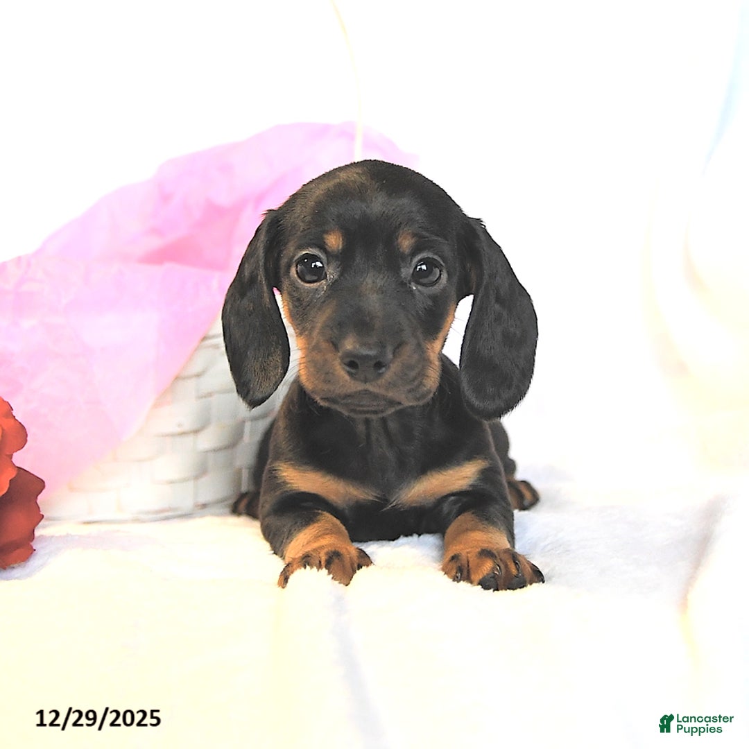 Miniature Dachshund dogs for sale: Dainty - Ad 3