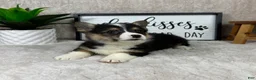 Welsh Corgi Pembroke dogs for sale: Peanut - Ad 5