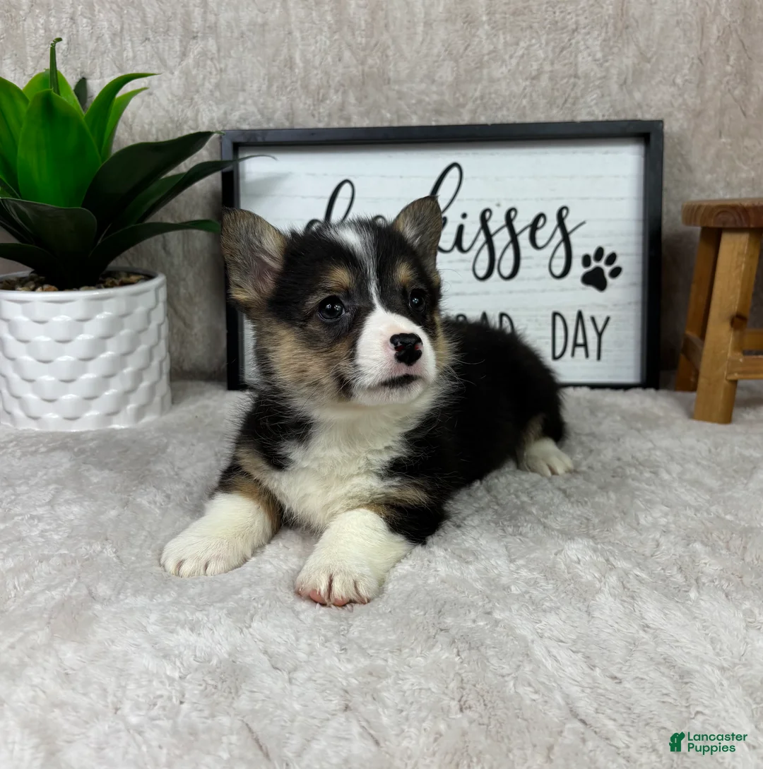 Welsh Corgi Pembroke dogs for sale: Peanut - Ad 5