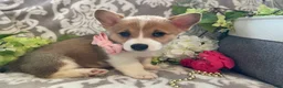 Welsh Corgi Pembroke dogs for sale: Mandy - Ad 9