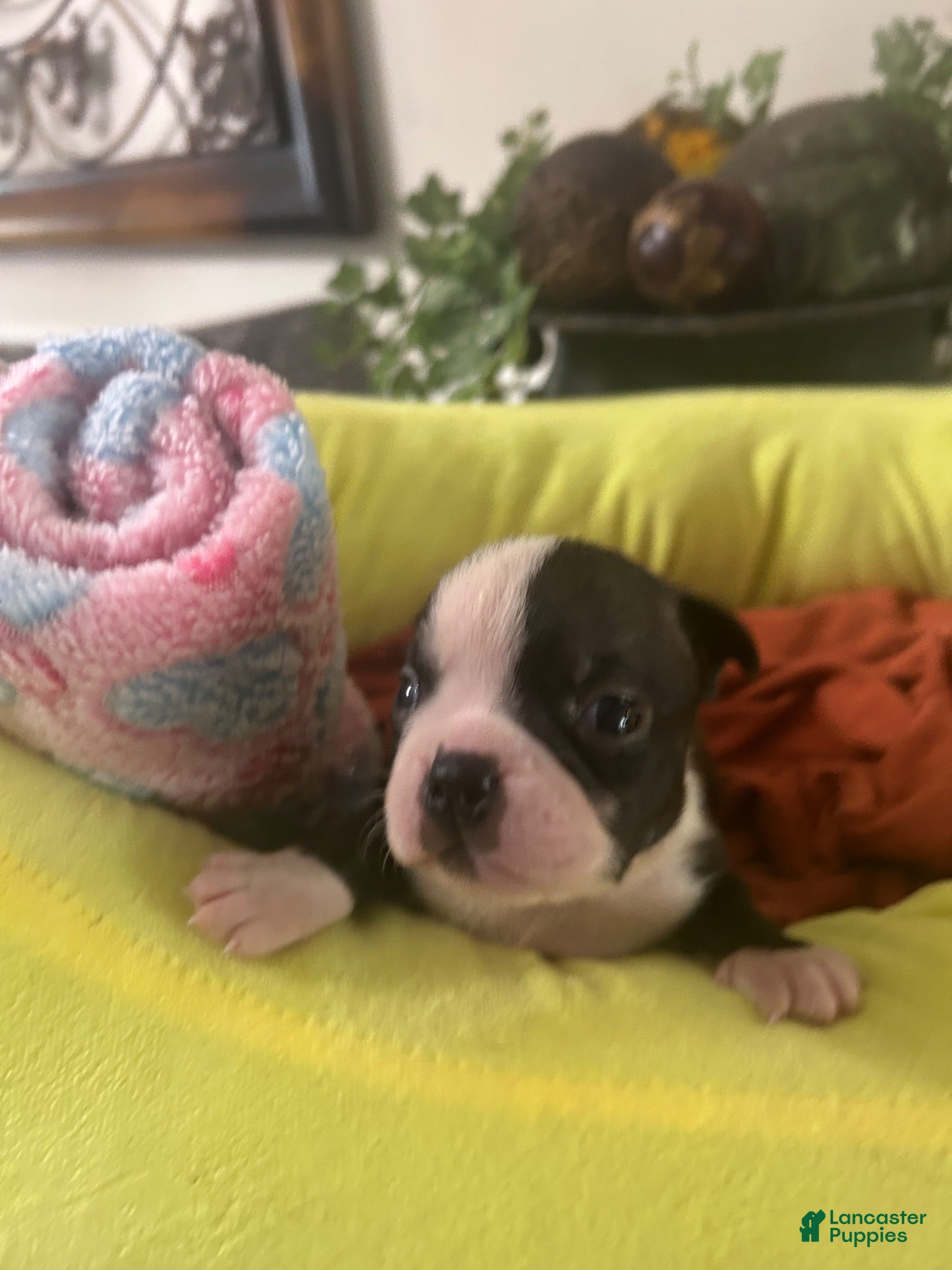 Boston Terrier dogs Boston Terrier 3 - Ad 17