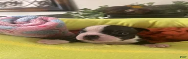 Boston Terrier 3