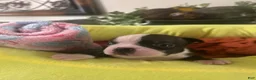 Boston Terrier dogs for sale: Boston Terrier 3 - Ad 1