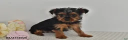 Yorkshire Terrier dogs for sale: Lula - Ad 4