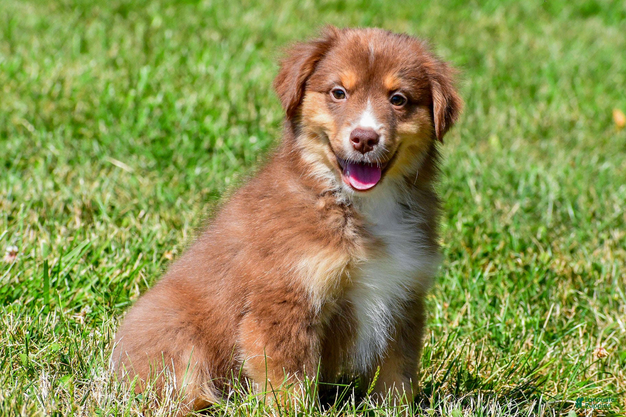 Miniature Australian Shepherd dogs Nero - Ad 1