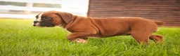 Boxer dogs for sale: Luna - Ad 10