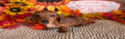Miniature Dachshund dogs for sale: Sadie - Ad 3