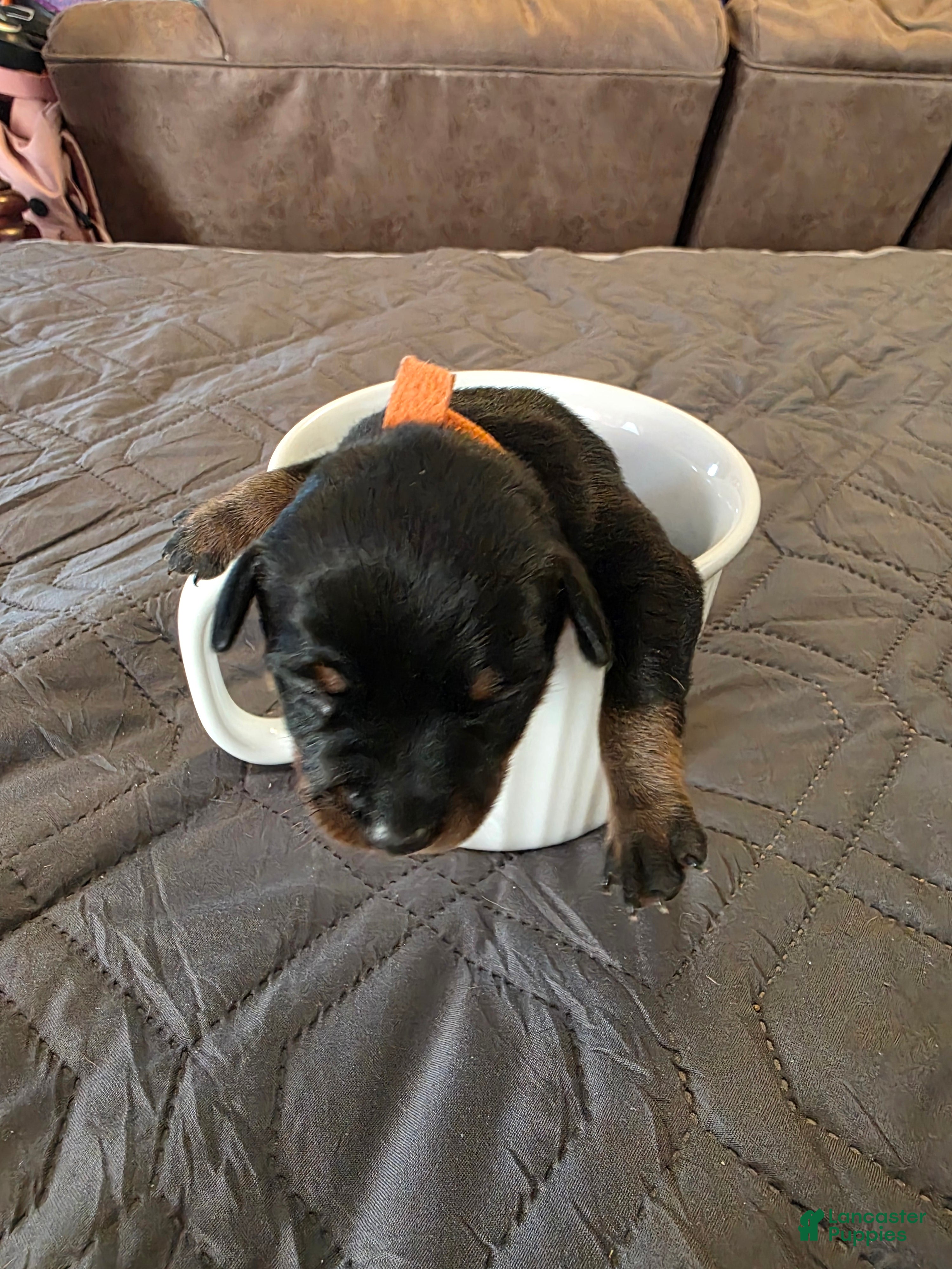 Miniature Pinscher dogs R-Orange  - Ad 1