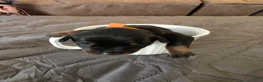 R-Orange 