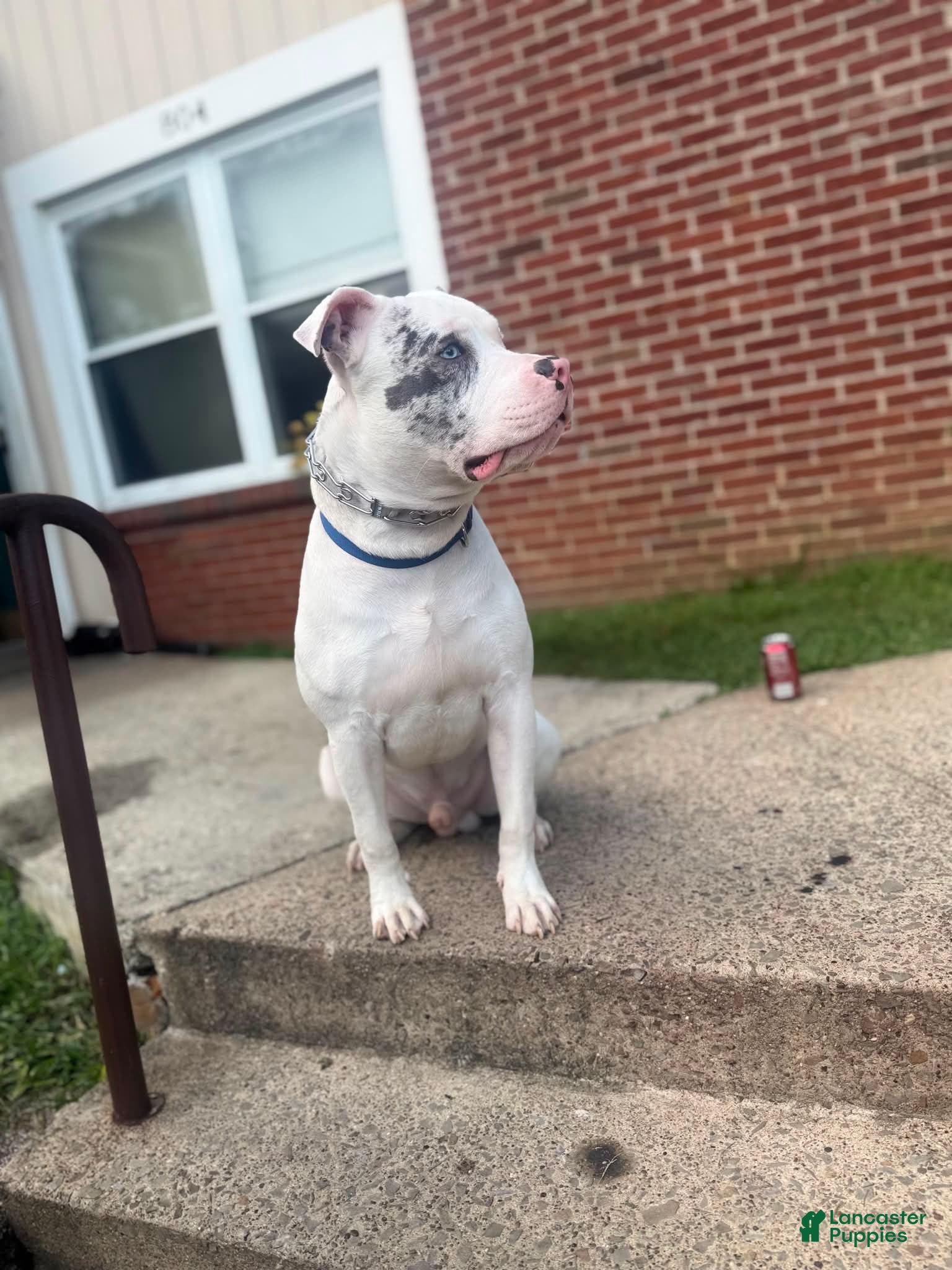 American Bully dogs American Bully 4 - Ad 23