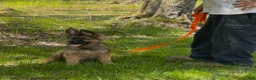German Shepherd dogs for sale: THALIA - Ad 8