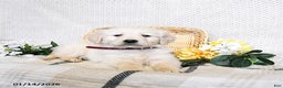 Golden Retriever dogs for sale: Scooter - Ad 3