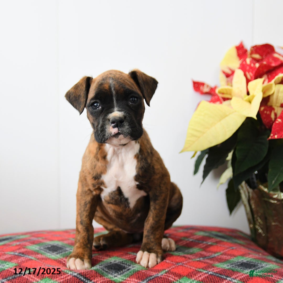 Boxer dogs for sale: Belle - Ad 2
