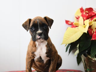 Boxer dogs Belle - Ad 34