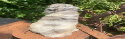 Standard Poodle dogs for sale: Storm - Ad 4