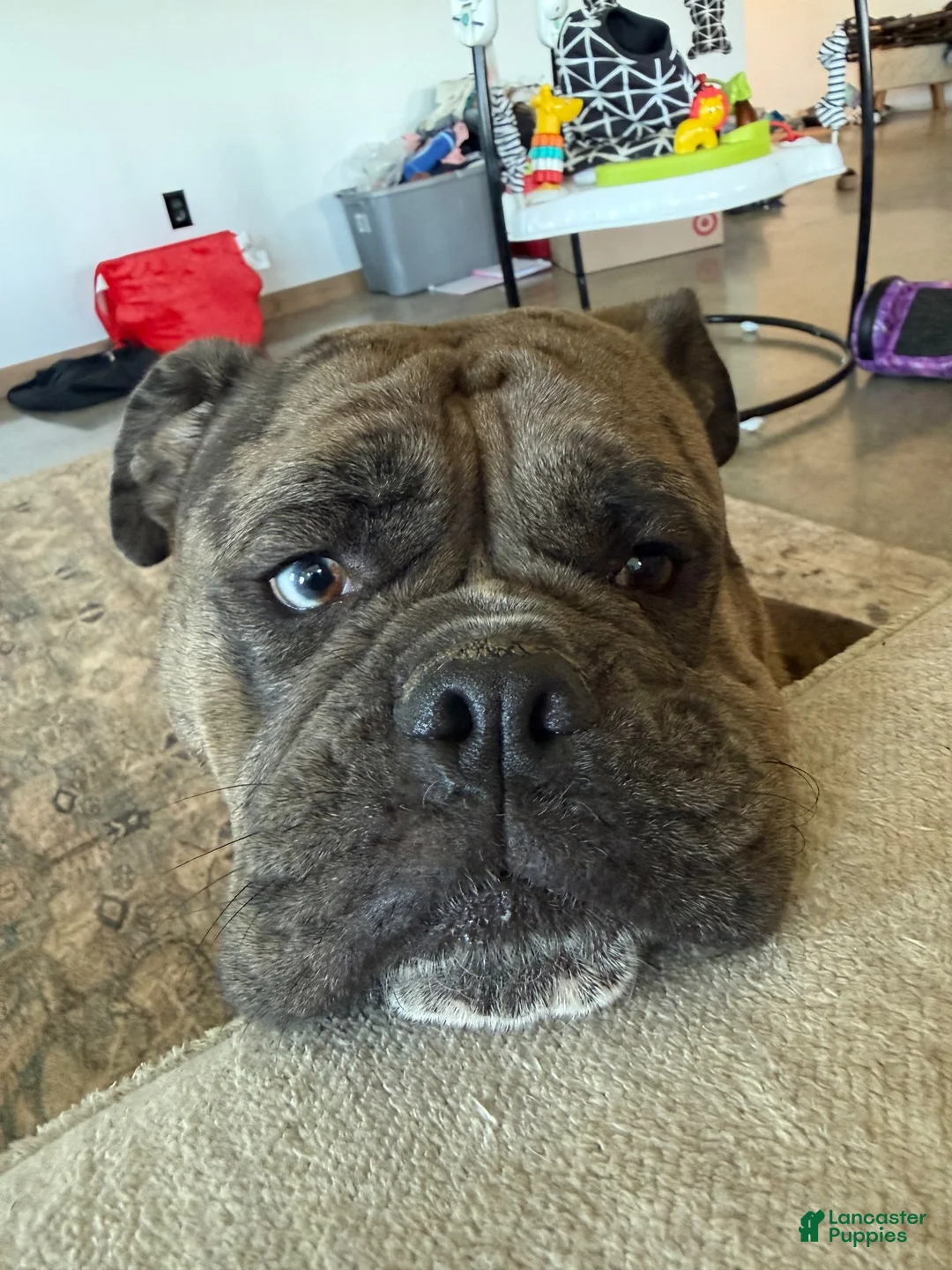 Olde English Bulldogge dogs for sale: Olde English Bulldogge 4 - Ad 2