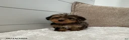 Yorkiepoo dogs for sale: Bandit - Ad 4