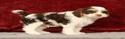 Cavapoo dogs for sale: Wendell - Ad 8