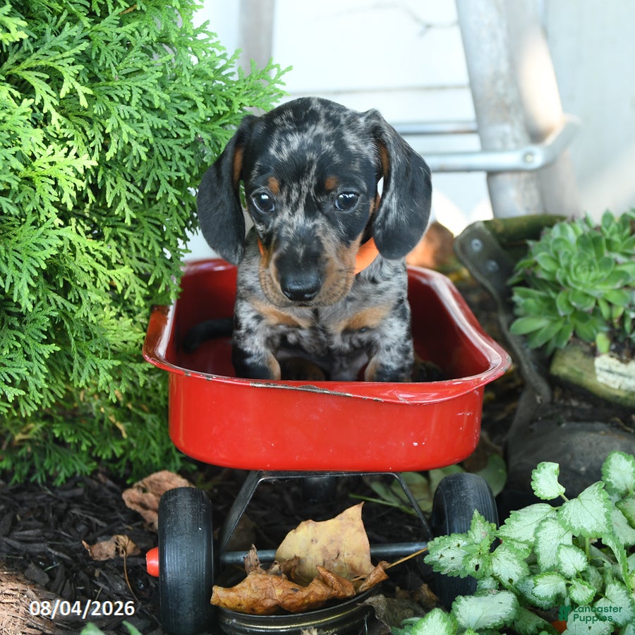 Miniature Dachshund dogs for sale: Boris - Ad 3