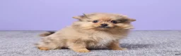 Pomeranian dogs for sale: Danny - Ad 3