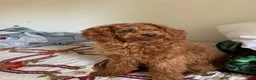 Toy Poodle dogs for sale: Archie - Ad 8