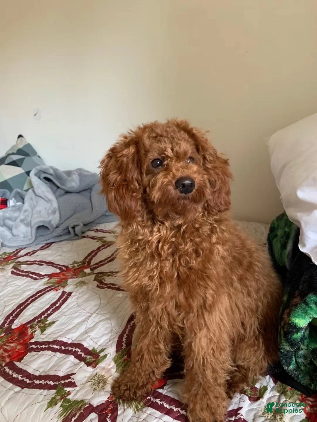 Toy Poodle dogs for sale: Archie - Ad 8