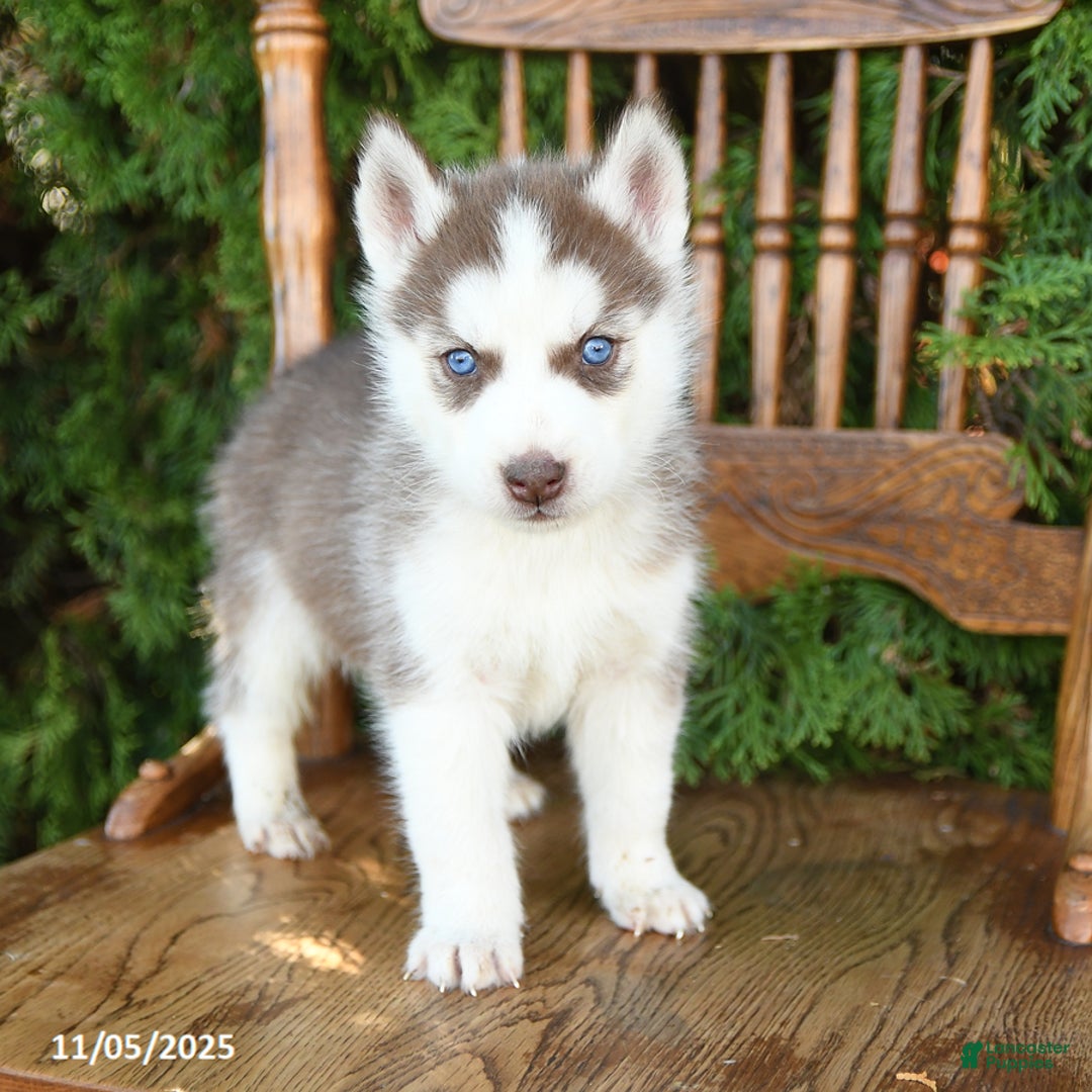 Siberian Husky dogs for sale: Maxwell - Ad 1
