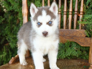Siberian Husky dogs - Ad 10