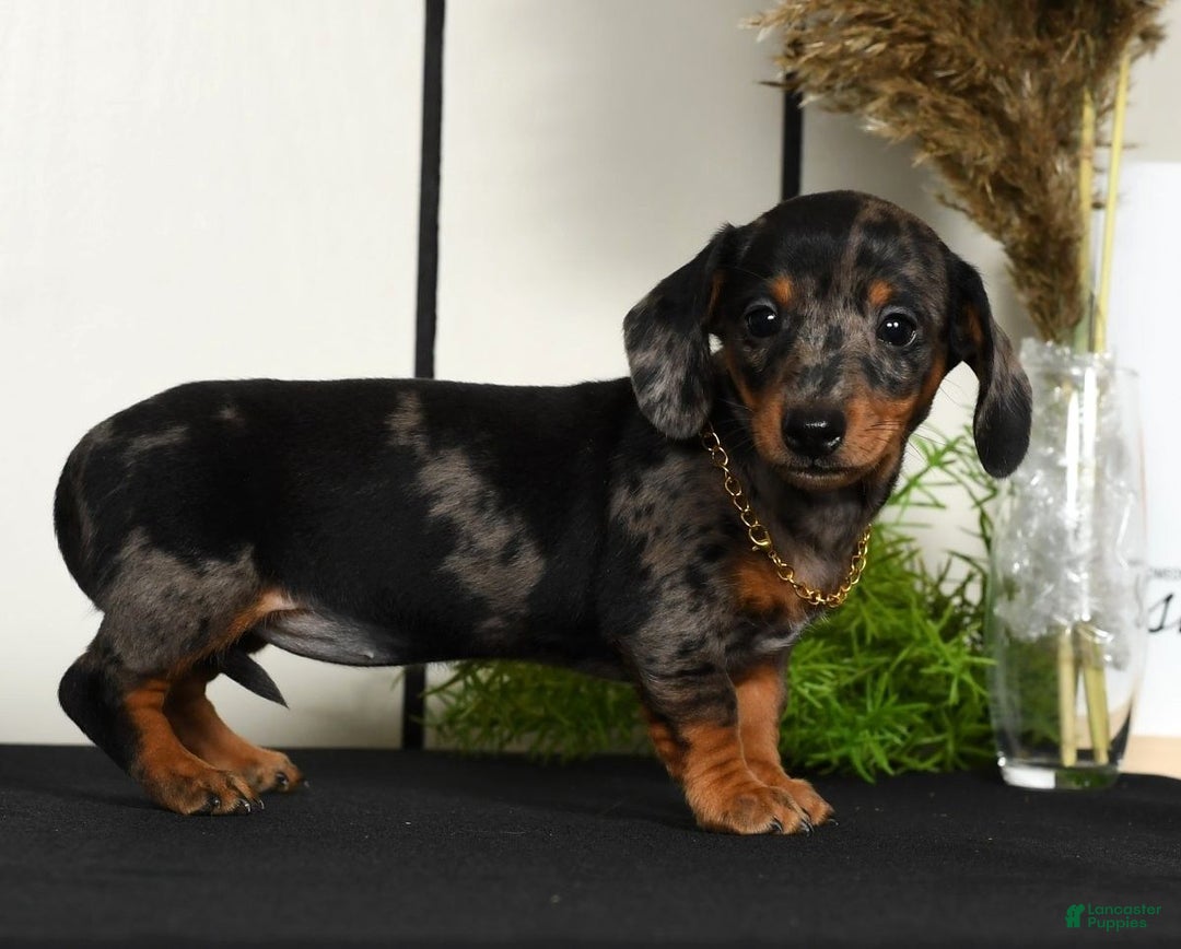 Miniature Dachshund dogs for sale: Roxie - Ad 9