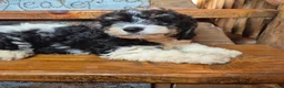 Cavapoochon dogs for sale: Cavapoochon 1 - Ad 6